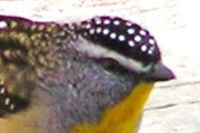 Spotted Pardalote (Pardalotus punctatus)